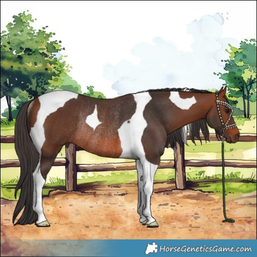 Horse Color:Bay Tobiano Rabicano 