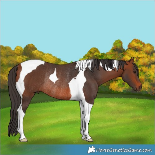 Horse Color:Bay Tobiano Rabicano 