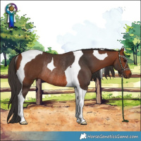 Horse Color:Bay Tobiano Rabicano 