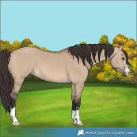 Horse Color:Bay Dun 