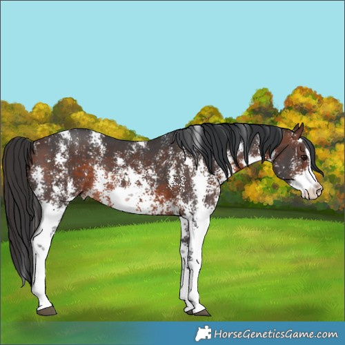 Horse Color:Brown Sabino Rabicano 
