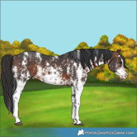 Horse Color:Brown Sabino Rabicano
