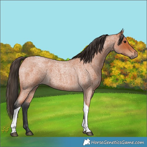 Horse Color:Unknown 