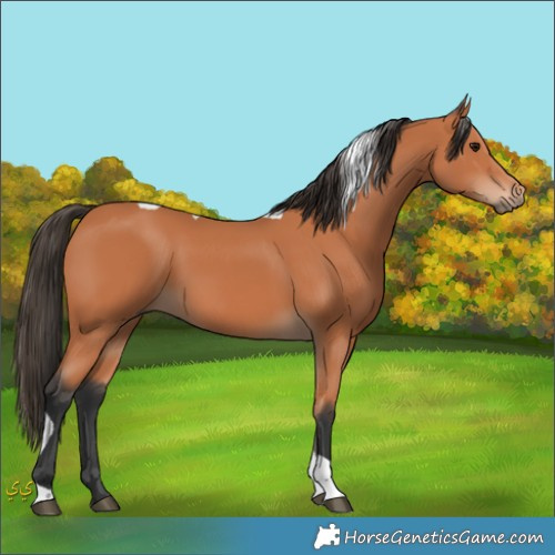 Horse Color:Unknown 