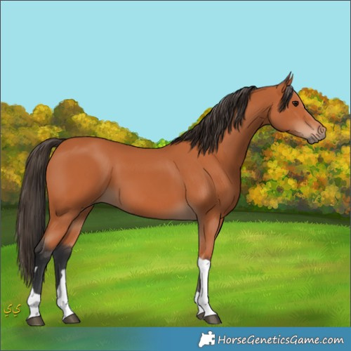 Horse Color:Unknown 