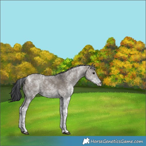 Horse Color:White Spotted Grullo Tobiano Rabicano