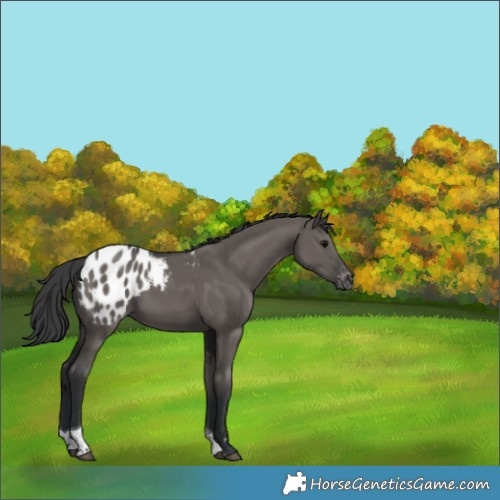 Horse Color:Grullo Tobiano Appaloosa