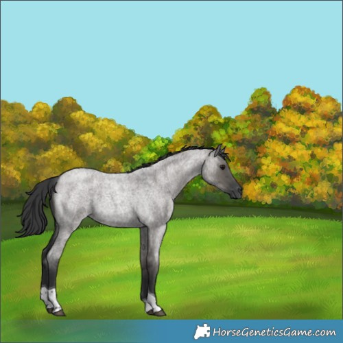 Horse Color:Grullo Roan Tobiano 