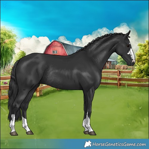 Horse Color:Black Rabicano 