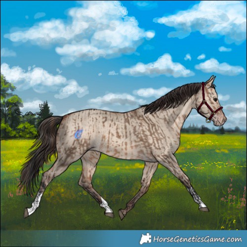 Horse Color:Brown Dun and Sable Champagne Dun