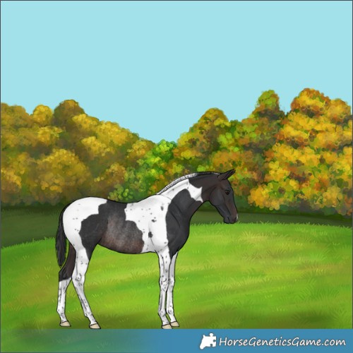 Horse Color:Brown Tobiano Rabicano 