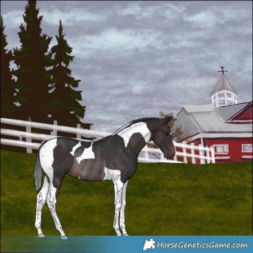 Horse Color:Brown Tobiano Rabicano