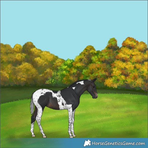 Horse Color:Brown Tobiano 