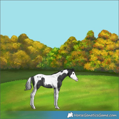 Horse Color:Black Splash Tobiano Rabicano