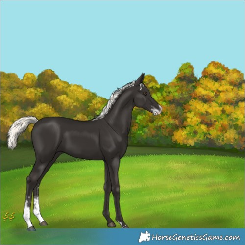 Horse Color:Liver Chestnut Mushroom Sabino