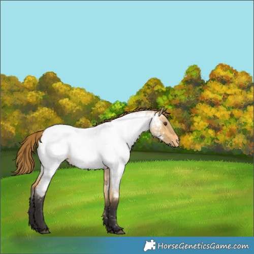 Horse Color:Buckskin Roan Dun Near Fewspot 