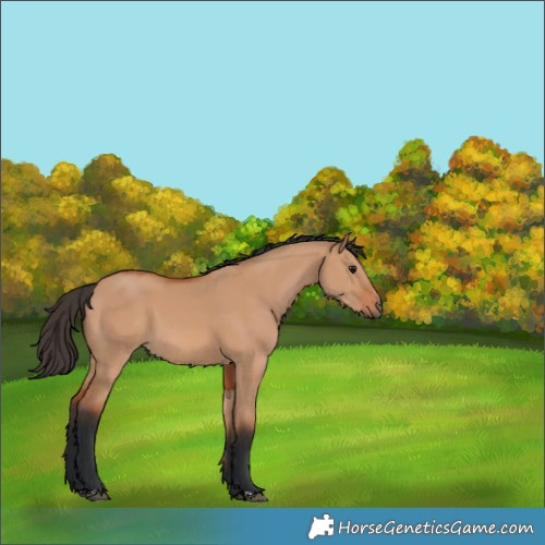 Horse Color:Bay Dun 