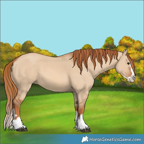 Horse Color:Red Dun Splash 
