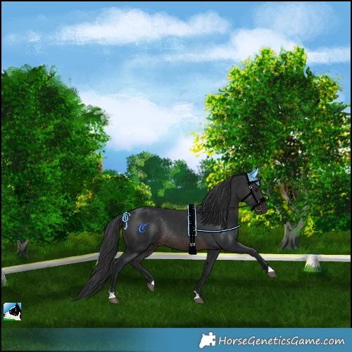 Horse Color:Brown Rabicano 