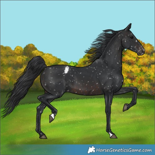Horse Color:Brown Appaloosa 