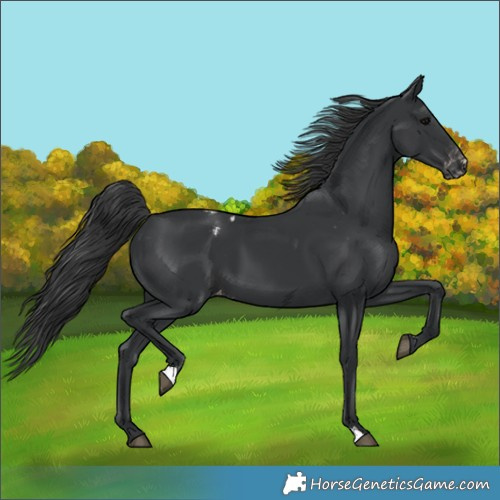 Horse Color:Black Appaloosa 