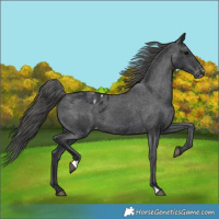 Horse Color:Black Blanket