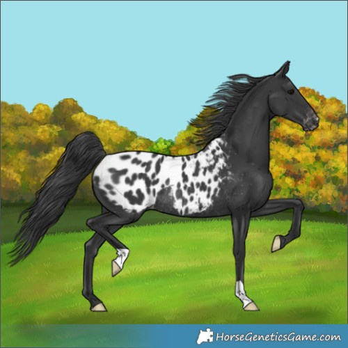 Horse Color:Black Appaloosa Rabicano 