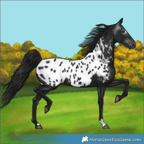 Horse Color:Gray Black Appaloosa 