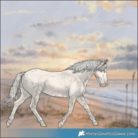 Horse Color:Cremello Dun Tobiano