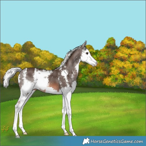 Horse Color:Liver Chestnut Mushroom Sabino Splash 