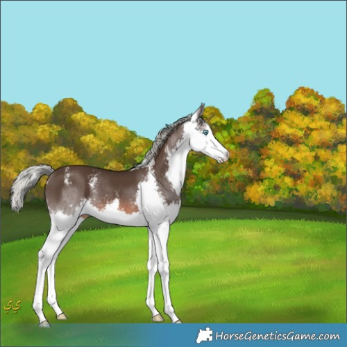 Horse Color:Liver Chestnut Mushroom Sabino Splash 