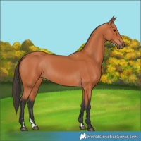 Horse Color:Bay 