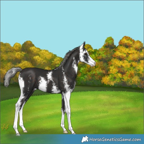 Horse Color:Liver Chestnut Mushroom Sabino 
