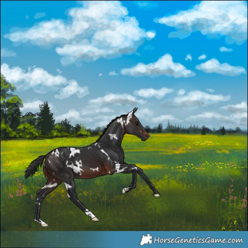 Horse Color:White Spotted Brown 