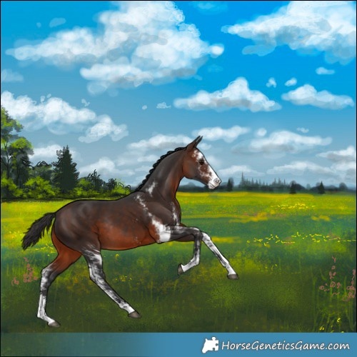Horse Color:Brown Sabino Rabicano 