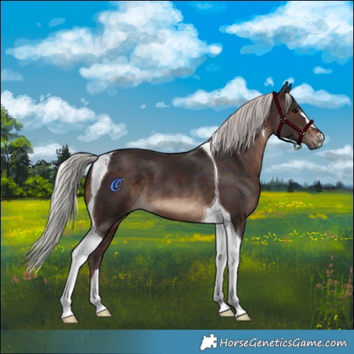Horse Color:Silver Brown Tobiano