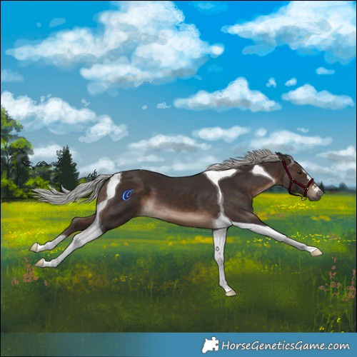 Horse Color:Silver Brown Tobiano 