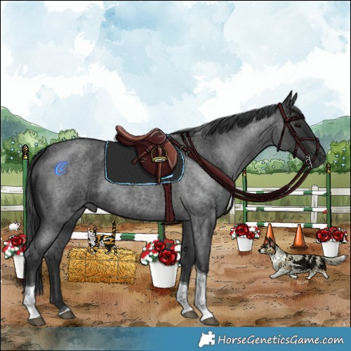 Horse Color:Blue Roan Tobiano Rabicano 