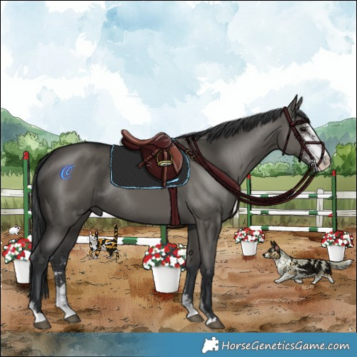 Horse Color:Grullo Sabino Rabicano 