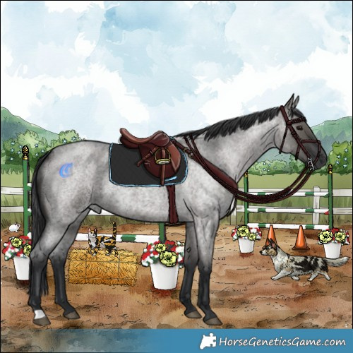 Horse Color:Grullo Roan Rabicano 