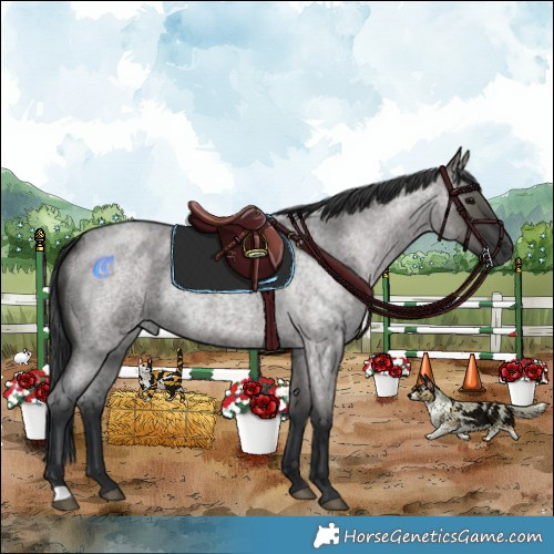 Horse Color:Grullo Roan Rabicano 