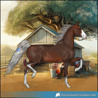 Horse Color:White Spotted Silver Brown