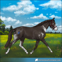 Horse Color:Liver Chestnut Sabino 