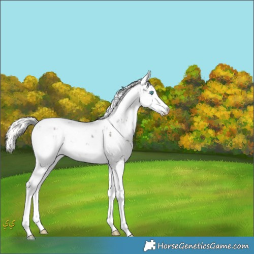 Horse Color:Liver Chestnut Mushroom Sabino Splash 