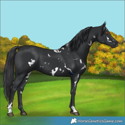 Horse Color:White Spotted Black