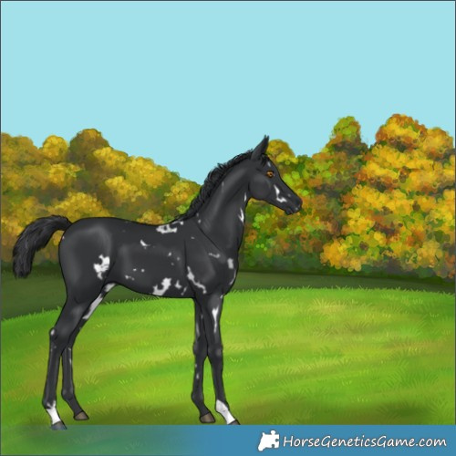 Horse Color:White Spotted Black 