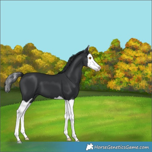 Horse Color:Black Splash 