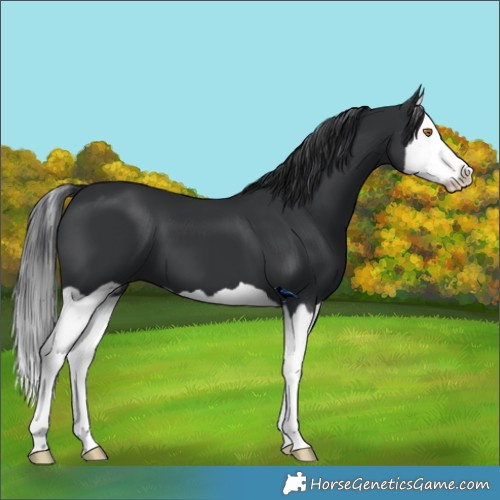Horse Color:Black Splash 