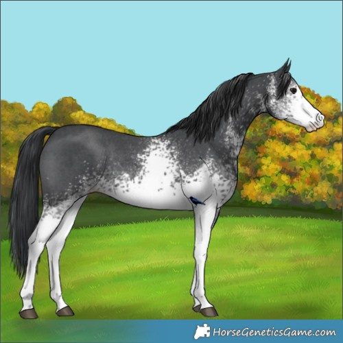 Horse Color:White Spotted Black Rabicano