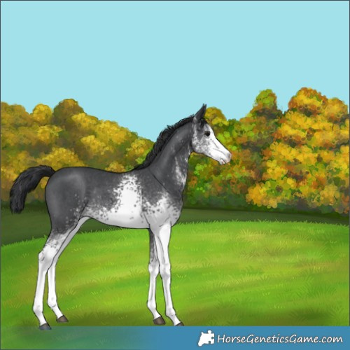 Horse Color:White Spotted Black Rabicano 